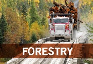 FORESTRY